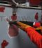 Trelawny 3BPG Needle Scaler